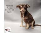 Adopt SPOON a Mixed Breed