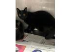 Adopt CHARM a Domestic Short Hair