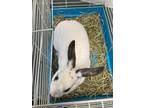 Adopt ANGI a Bunny Rabbit