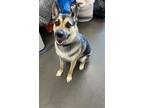 Adopt COURTNEY a German Shepherd Dog, Mixed Breed