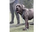 Adopt PLUTO a Cane Corso