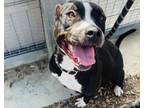 Adopt RHONDA a Pit Bull Terrier, Mixed Breed