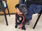 Adopt BLACKIE a Rottweiler, Mixed Breed