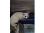 Adopt OPEL a Domestic Short Hair