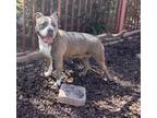 Adopt A069686 a Pit Bull Terrier