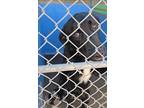 Adopt 403933 a Labrador Retriever