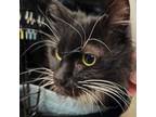 Adopt Samurai a Domestic Long Hair