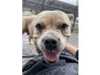 Adopt Plinko a Pit Bull Terrier