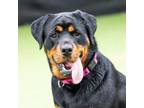 Adopt VASSA a Rottweiler