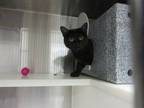 Adopt COCO a Domestic Short Hair