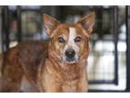 Adopt Reba a Australian Cattle Dog / Blue Heeler