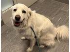 Adopt NESSA a Great Pyrenees
