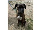 Adopt Roxanne a Boxer