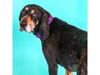 Adopt Thelma a Coonhound