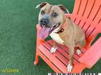 Adopt KHALEESI a Pit Bull Terrier, Mixed Breed