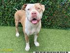 Adopt HARPER a Pit Bull Terrier, Mixed Breed