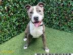 Adopt SHADOW a Pit Bull Terrier