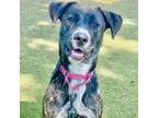 Adopt Madeline a Mixed Breed