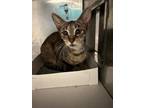 Adopt LILLY a Domestic Short Hair