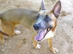 Adopt ISIS a Pharaoh Hound, Black Mouth Cur