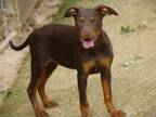 Adopt MARA a Doberman Pinscher, Pit Bull Terrier