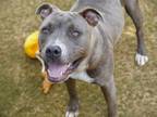 Adopt WENDY a American Staffordshire Terrier