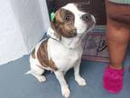 Adopt MISSY a American Staffordshire Terrier, Mixed Breed