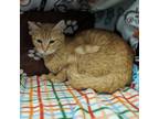 Adopt Pumpkin a Domestic Short Hair