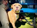 Adopt NYLA a Pit Bull Terrier