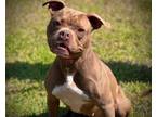Adopt SHIRLEY a Pit Bull Terrier, Mixed Breed