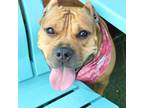 Adopt Peaches a Staffordshire Bull Terrier, Mixed Breed