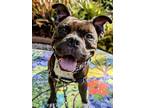 Adopt Reese a Staffordshire Bull Terrier, Mixed Breed