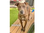 Adopt JUNEBUG a Pit Bull Terrier, Mixed Breed
