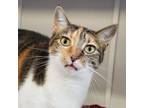 Adopt Molly a Domestic Short Hair