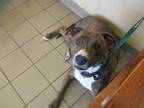 Adopt CEDAR a Pit Bull Terrier, Mixed Breed