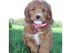 Mutt Puppy for sale in Massillon, OH, USA