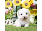 Bichon Frise Puppy for sale in Lake Mills, IA, USA