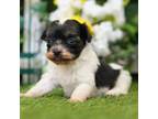 Havanese Puppy for sale in Lake Mills, IA, USA