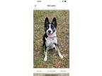 Adopt Kai a Border Collie, Husky