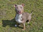 Adopt KAILANI a Pit Bull Terrier, Mixed Breed