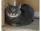 Adopt Jumper a Domestic Short Hair