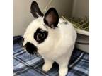 Adopt Piper a Netherland Dwarf, English Spot