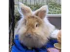 Adopt Mimosa a Lionhead