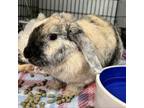 Adopt Rosalynn a Mini Lop, Harlequin