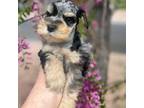 Schnauzer (Miniature) Puppy for sale in Moriarty, NM, USA