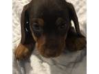 Dachshund Puppy for sale in Buffalo, TX, USA