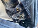 Adopt Butterfly- IN FOSTER a Domestic Short Hair