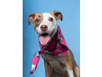 Adopt Lemon Lime a Pit Bull Terrier, Mixed Breed