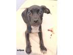 Adopt Eclipse-ADOPTED a Mixed Breed
