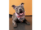 Adopt Suzette a Mixed Breed